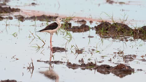 Seen-in-the-middle-of-a-rice-paddy-in-the-afternoon-preening-its-underside-and-and-wings,-Black-winged-Stilt,-Himantopus-himantopus,-Thailand