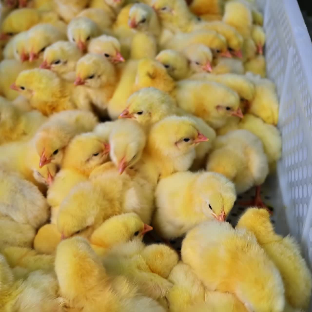 Lots of cute chicks in plastic containers. Newborn yellow chickens in white boxes inside the poultry manufacturing. Breeding chicken