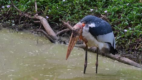 greater adjutant, leptoptilos dubius, thailand