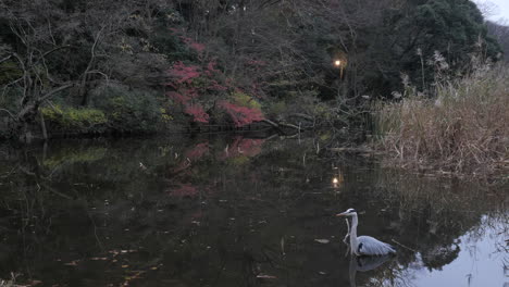 The-immobility-of-the-heron-is-incredible