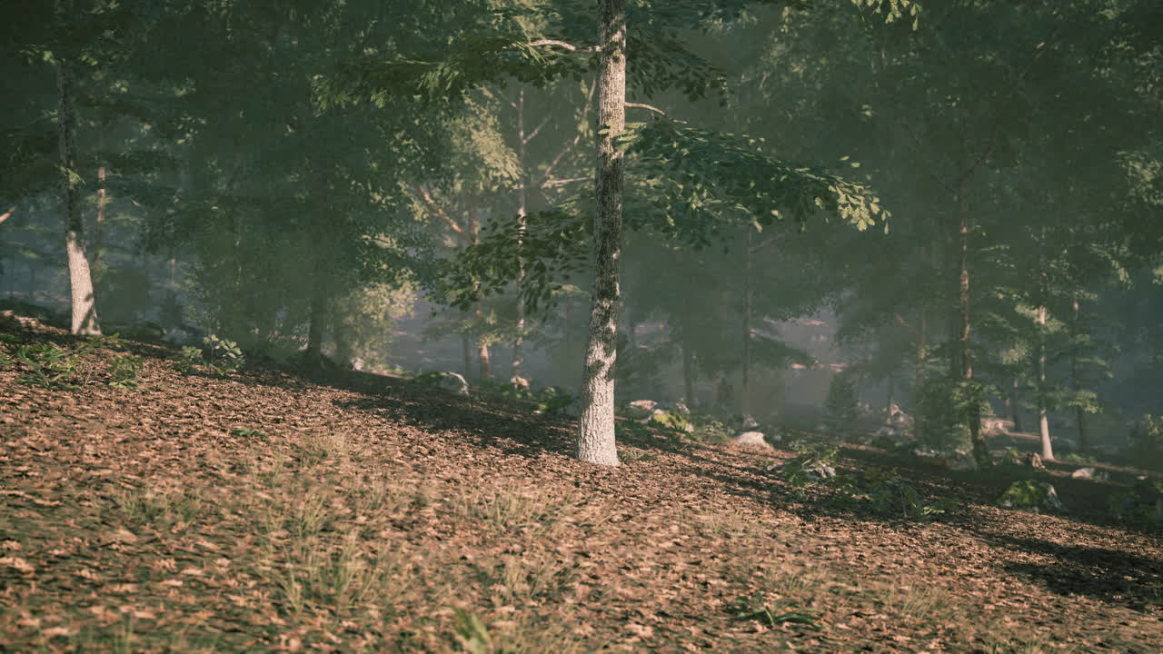 Gentle sunlight filters through trees in a serene forest scene