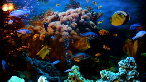 exotic fishes in an aquarium