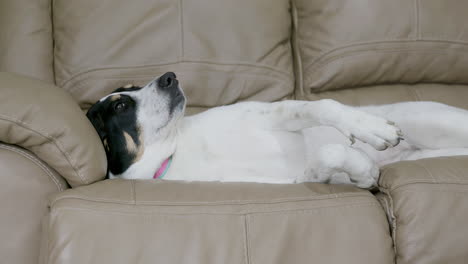 large dog laying on leather couch falling asleep