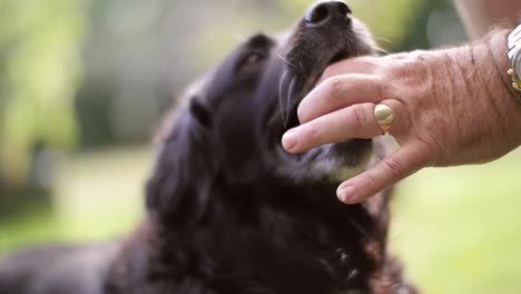 hombre jugando a la pelota con un perro