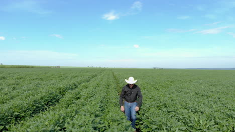 agronomist inspecting soya bean crops growing in the farm field