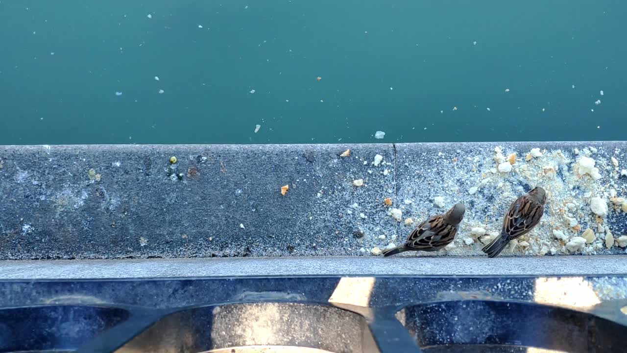 마드리드 레티로 공원에 있는 연못 난간에서 빵 부스러기를 먹고 있는 참새 두 마리