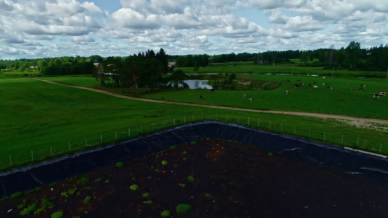 drone sobrevuela exuberantes tierras de cultivo, rebaño de vacas tumbadas en un campo verde junto a la laguna