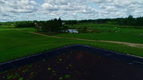 drone flyover lush farmland, herd of cows lying down in a green field by lagoon