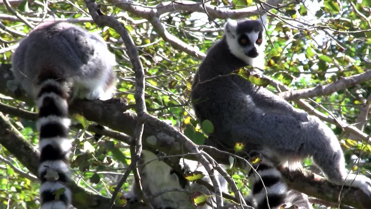 dos lémures de cola anillada sentados en un árbol