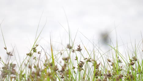 Marschlandgräser-Wehen-Im-Wind-Mit-Seevögeln-Im-Verschwommenen-Hintergrund