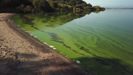 Bluegreen-algae-near-the-shore-in-Lock-Leven-Fife-Scotland-with-a-sandy-beach-and-pigeons-flying-over