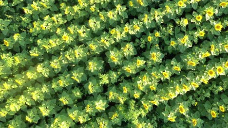 aerial view of a sunflower field