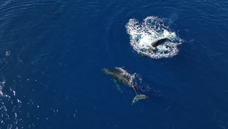 Baby-Whale-Calf-Learning-To-Swim-With-Mom-And-Dad