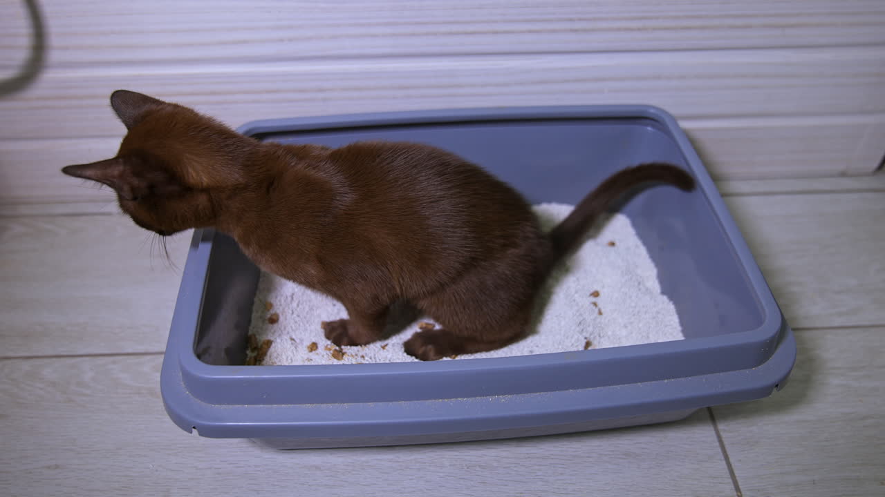 Lovely kitten in its bath with sand. Pedigree burmese cat at home. Domestic animal in blue basin in bathroom. Side view.