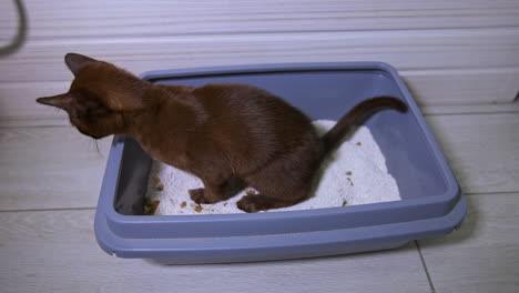 lovely kitten in its bath with sand. pedigree burmese cat at home. domestic animal in blue basin in bathroom. side view.