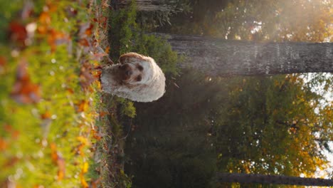 adorable cavapoo puppy in autumn forest