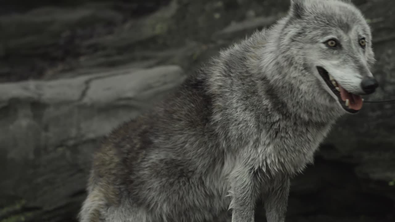 A gray wolf licks its nose in a moment of raw instinct, standing alert against rugged stone cliffs — a snapshot of untamed beauty in motion.