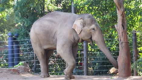 elephant walking and interacting with surroundings