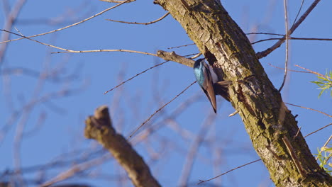 In slow motion, a purple martin packs nesting material into a tree cavity.