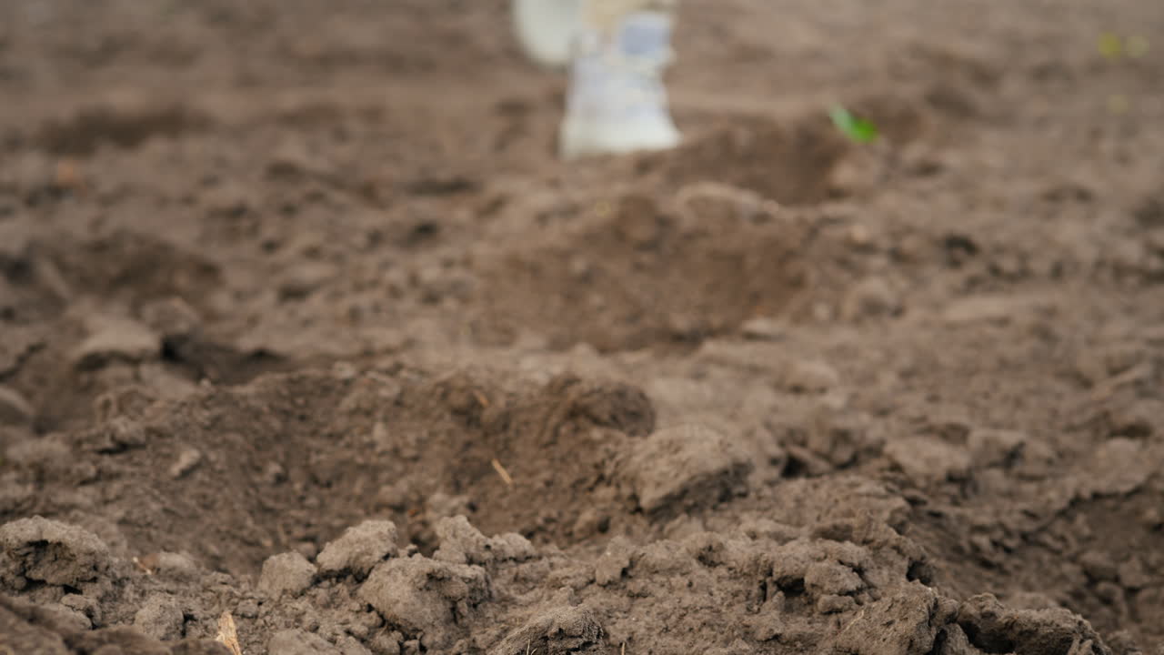 Farmer Puts Tomato Seedlings In Holes On The Field Spring Work On The Farm