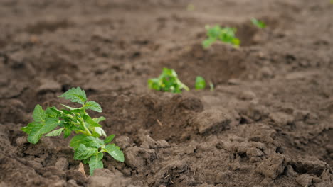 granjero pone plántulas de tomate en agujeros en el trabajo de primavera de campo en la granja