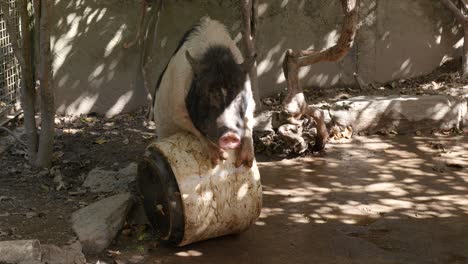 Schwein-Auf-Dem-Bauernhof