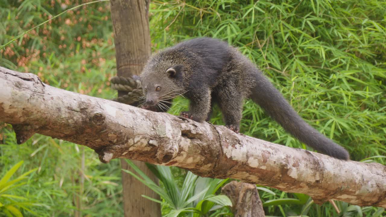 binturong o gato oso caminando por la valla de madera. primer plano