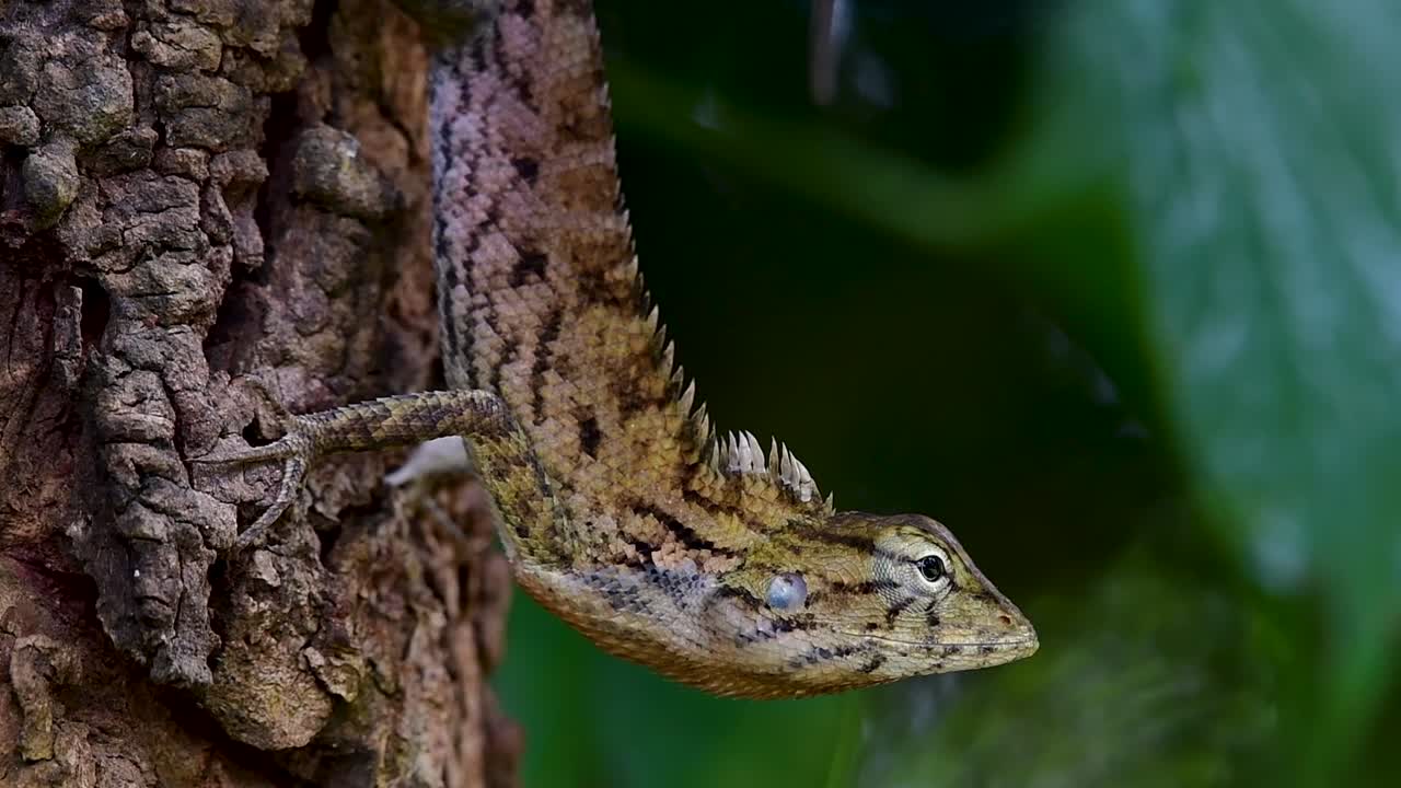 восточную садовую ящерицу также называют восточной садовой ящерицей, кровососом и изменчивой ящерицей