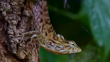 El-Lagarto-De-Jardín-Oriental-También-Se-Llama-Lagarto-De-Jardín-Oriental,-Chupasangre-Y-Lagarto-Cambiable