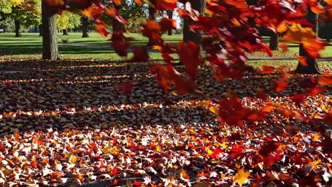 a dynamic video captures autumn leaves swirling mid-air from a low-angle perspective