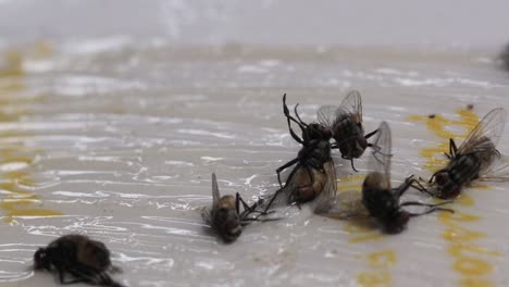 house flies struggling to escape from a sticky fly paper with adhesive surface trapping them