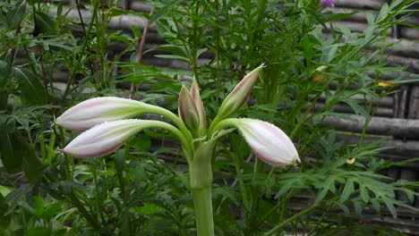 Wiese-Crinum-Weiße-Blume---Grün