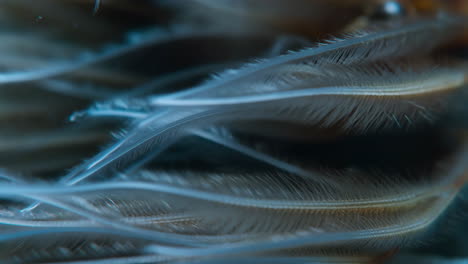 close-up of feathers