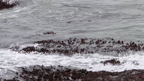 Kelp-at-low-tide.-Devon.-England.-UK