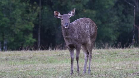 the sambar deer is a vulnerable species due to habitat loss and hunting