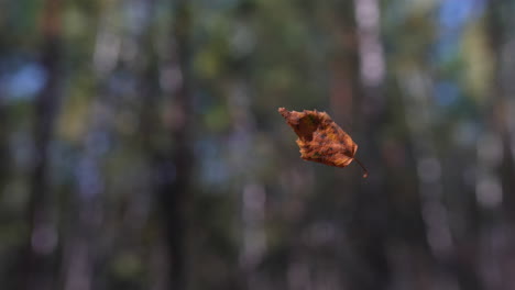 autumn leaf