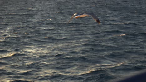 Seagull-flying-against-the-backdrop-of-the-blue-waters-of-the-Ionian-Sea