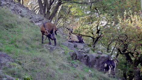 goats in a rocky forest