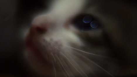 Vídeo-Macro-De-Una-Pequeña-Cara-De-Gatito,-Mascota-Peluda-De-Cerca,-Gato-Colorido,-Cámara-Lenta-120fps,-Full-Hd