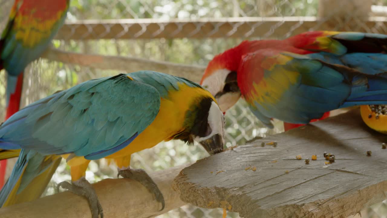 loros azules y amarillos y rojos y azules de la selva amazónica en jaula, iquitos peru