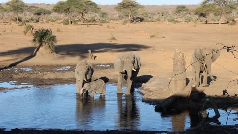 Afrikanische-Buschelefantenfamilie-Badet-In-Einem-Teich-In-Der-Savanne