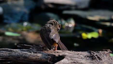 The-Abbot’s-Babbler-is-found-in-the-Himalayas-to-South-Asia-and-the-Southeast-Asia