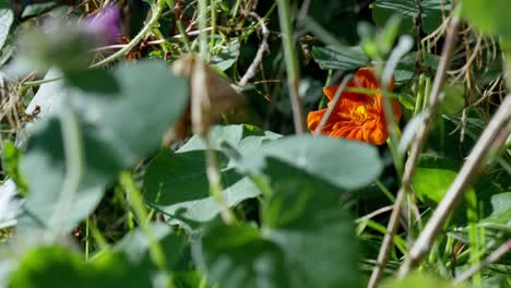 Gewöhnliche-Ringelblume-Im-Naturgarten