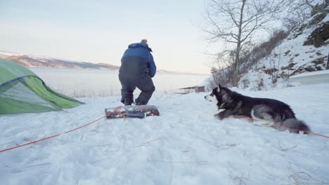 Entzückender-Alaskischer-Malamute,-Der-Beim-Entspannen-Auf-Einem-Schneebedeckten-Boden-Gähnt