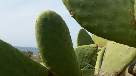 large prickly pear plants by the sea