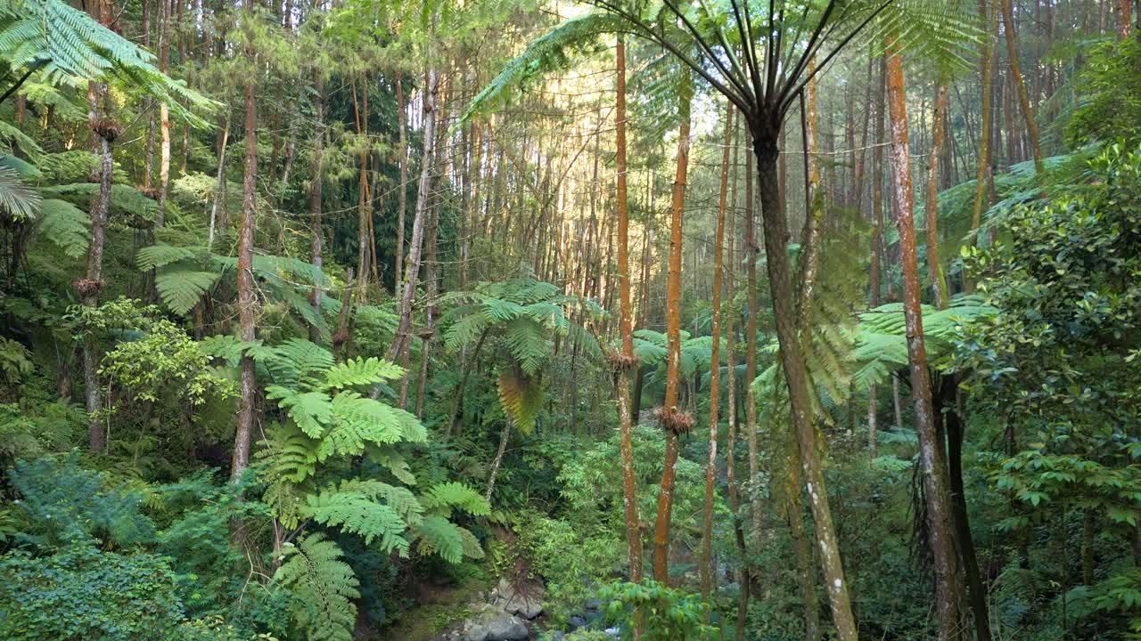 Drone video gliding through forest vegetation, showcasing vibrant plants and tree trunks in the wilderness