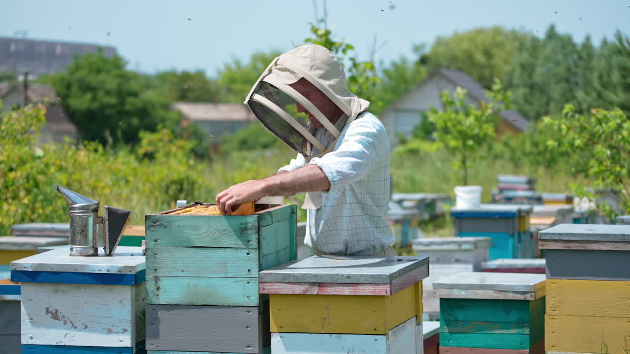 Beekeeper inspecting honeycomb in an apiary