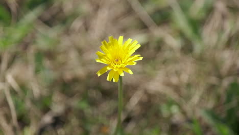 Mariposa-Amarilla-Colias-Hyale-De-Cerca-En-Flor-En-Verano-A-Cámara-Lenta