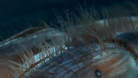 close-up of a bivalve's siphon or sensory tentacles underwater