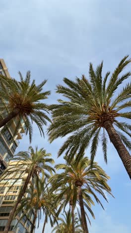 palm trees and buildings under a clear sky